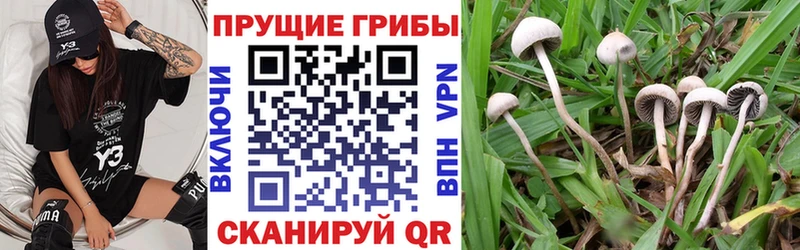 Псилоцибиновые грибы прущие грибы  закладка  darknet телеграм  Сим 